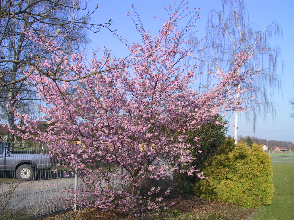 Prunus sargentii Accolade 07.jpg